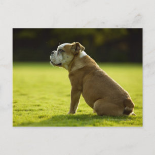 Bulldogge Postkarte