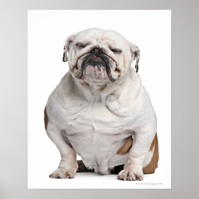 Bulldogge, sitzend poster (Vorne)