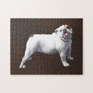 Bulldogge steht stolz aufrecht