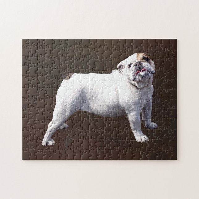 Bulldogge steht stolz aufrecht (Horizontal)