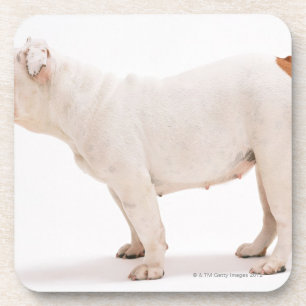 Bulldogge Untersetzer