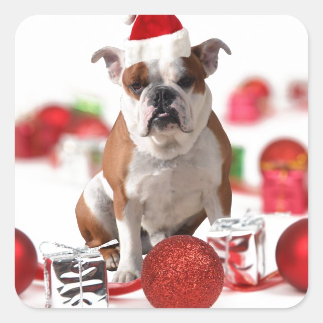 Bulldogge Weihnachtsschmuck Geschenkboxen Rote Wei Quadratischer Aufkleber (Vorderseite)