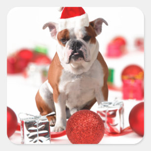 Bulldogge Weihnachtsschmuck Geschenkboxen Rote Wei Quadratischer Aufkleber