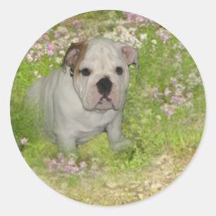 Bulldoggen-Aufkleber Runder Aufkleber