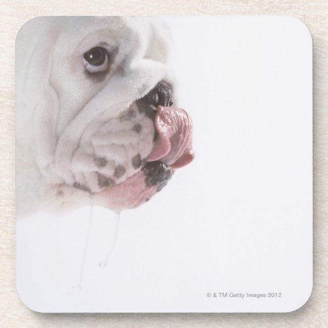 Bulldoggen-Lecken Getränkeuntersetzer (Vorderseite)