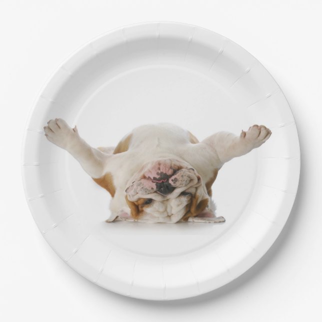 Bulldoggen-Teller nach oben Pappteller (Vorderseite)