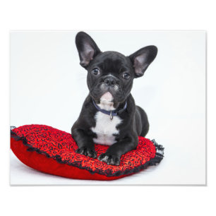 Bulldoggen-Welpe Fotodruck