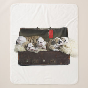 Bulldoggen Welpen im Koffer Niedlicher Bulldoggen Sherpadecke