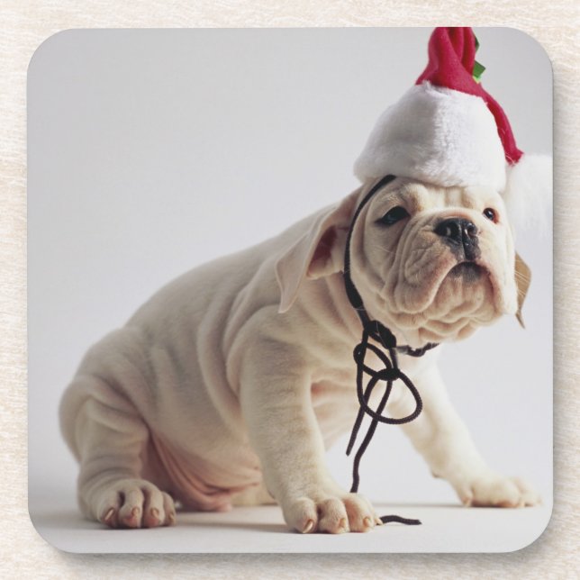 Bulldoggen-Welpen-tragende Weihnachtsmannmütze Getränkeuntersetzer (Vorderseite)