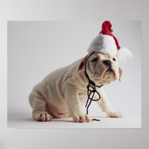 Bulldoggen-Welpen-tragende Weihnachtsmannmütze Poster