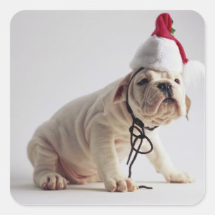 Bulldoggen-Welpen-tragende Weihnachtsmannmütze Quadratischer Aufkleber