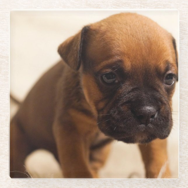 Bulldogin Glasuntersetzer (Vorderseite)