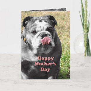 Bulldogin Karte