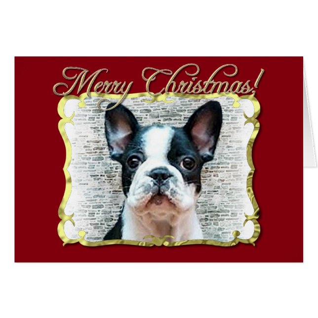 Bulldohund (Vorderseite (Horizontal))