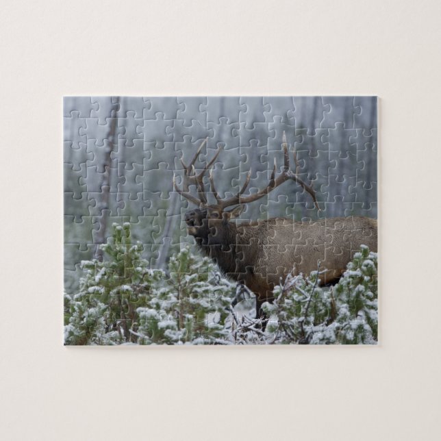 Bulle Elk im Schnee rufen, buglen, Gelbstein (Horizontal)