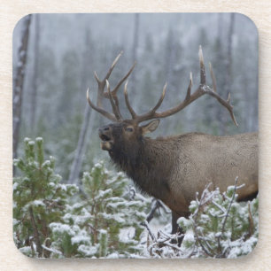 Bulle Elk im Schnee rufen, buglen, Gelbstein Getränkeuntersetzer