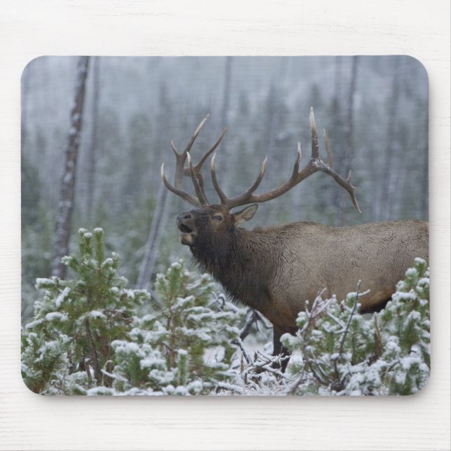 Bulle Elk im Schnee rufen, buglen, Gelbstein Mousepad (Vorne)