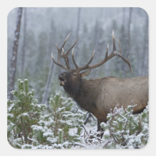 Bulle Elk im Schnee rufen, buglen, Gelbstein Quadratischer Aufkleber