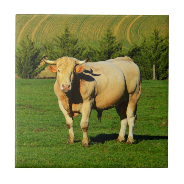 Bulle Fliese (Vorderseite)