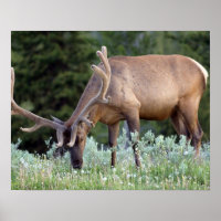 BullenElch mit Geweiden in Samt