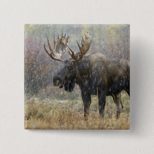 Bullenmuh im Schneesturm mit Aspen Button