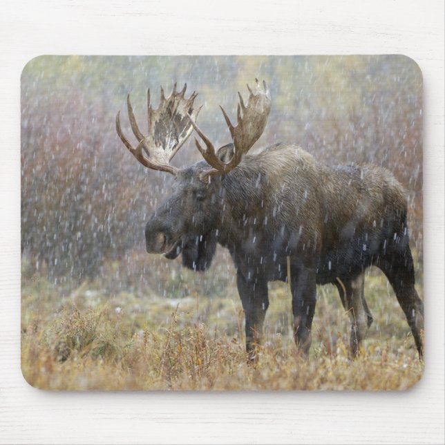 Bullenmuh im Schneesturm mit Aspen Mousepad (Vorne)