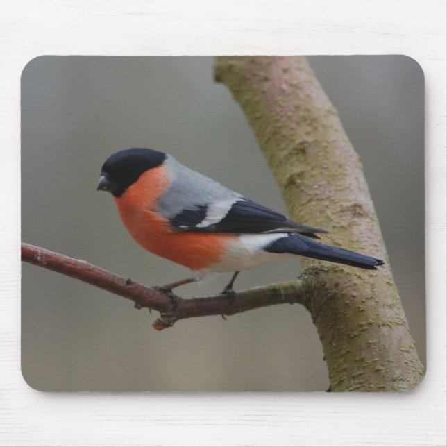 Bullfinch Mousepad (Vorne)