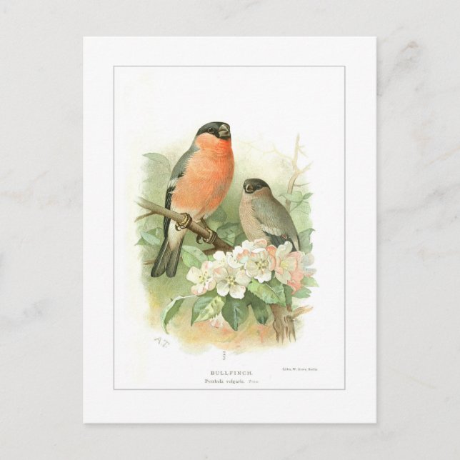 Bullfinch Postkarte (Vorderseite)