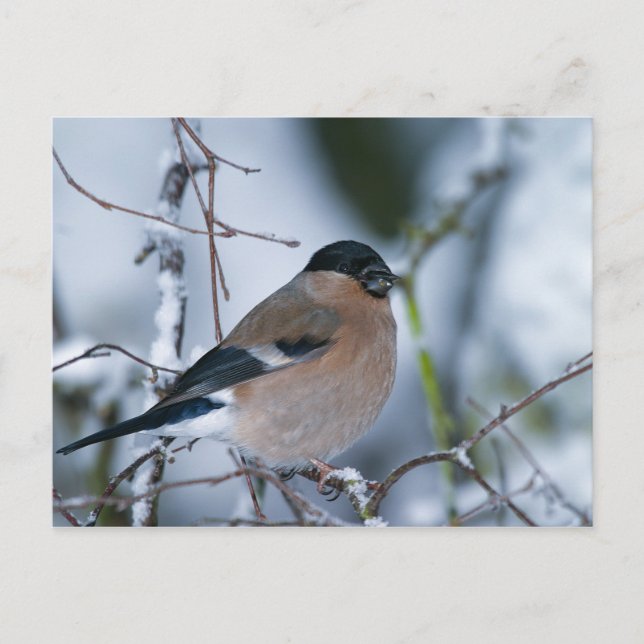 Bullfinch-Postkarte Postkarte (Vorderseite)