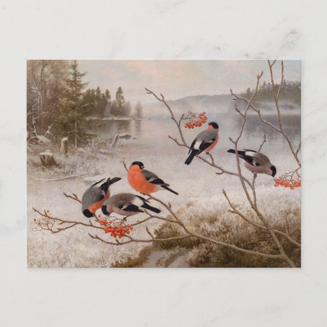 Bullfinches in der Winterlandschaft CC0821 Von Wri Postkarte (Vorderseite)