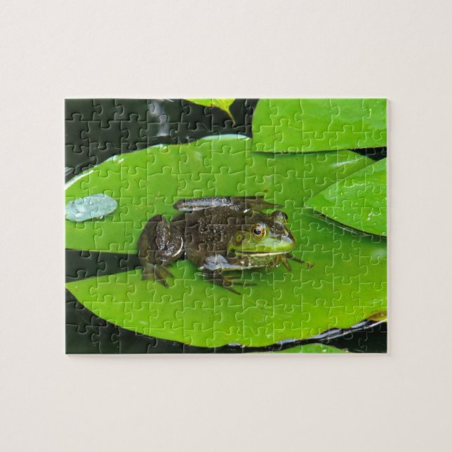 Bullfrog auf Lilypads (Horizontal)