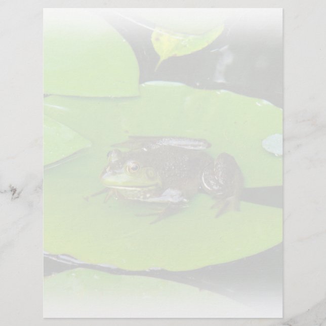 Bullfrog auf Lilypads (Vorderseite)