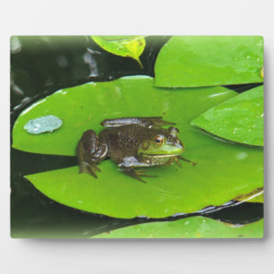 Bullfrog auf Lilypads Fotoplatte