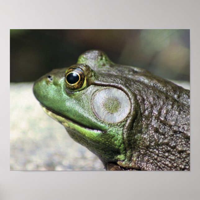 Bullfrog Gedanken Natur Poster (Vorne)
