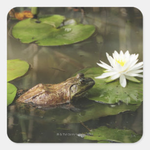 Bullfrog in Lily Pond Quadratischer Aufkleber