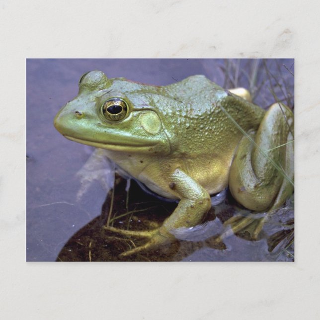 Bullfrog, Lake St. Peter, Ontario, Kanada Postkarte (Vorderseite)