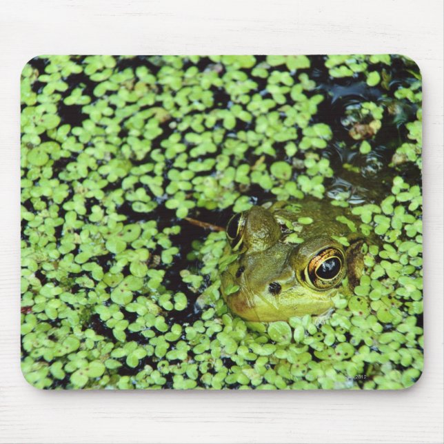 Bullfrog (Pyxicephalus adspersus) in Entenkraut Mousepad (Vorne)