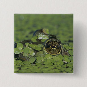 Bullfrog, Rana catesbeiana, erwachsen in Entenkrau Button