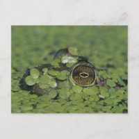 Bullfrog, Rana catesbeiana, erwachsen in Entenkrau