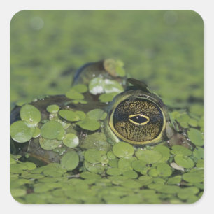 Bullfrog, Rana catesbeiana, erwachsen in Entenkrau Quadratischer Aufkleber