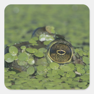 Bullfrog, Rana catesbeiana, erwachsen in Entenkrau Quadratischer Aufkleber