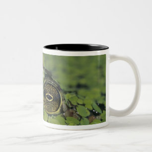 Bullfrog, Rana catesbeiana, erwachsen in Entenkrau Zweifarbige Tasse