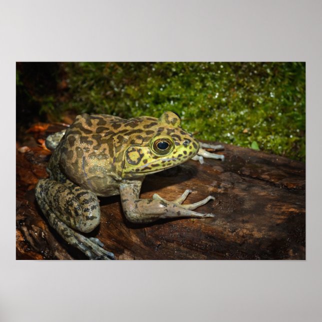 Bullfrog, Rana catesbeiana Poster (Vorne)