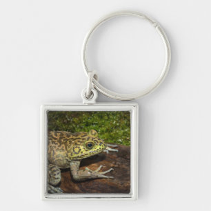 Bullfrog, Rana catesbeiana Schlüsselanhänger