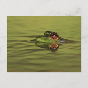 Bullfrog Schwimmen Postkarte