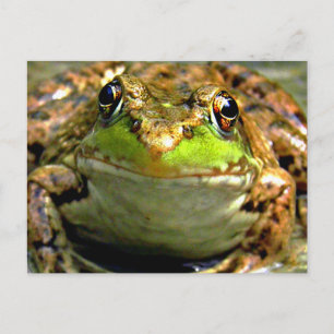 Bullfrosch-Foto Postkarte