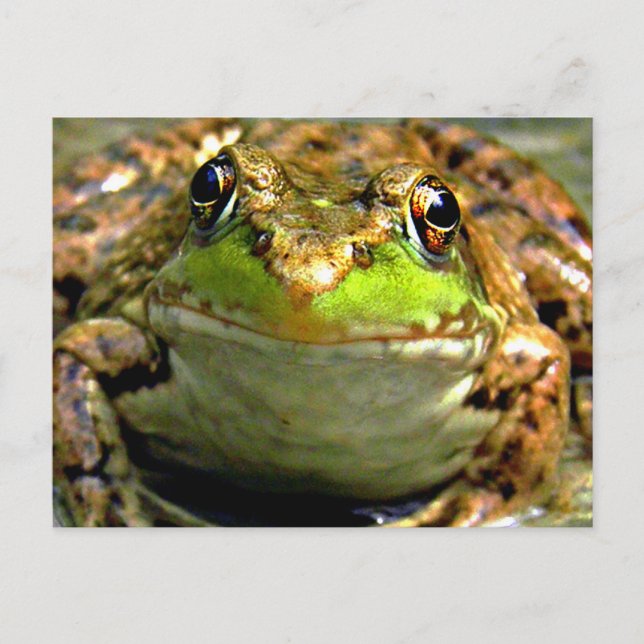 Bullfrosch-Foto Postkarte (Vorderseite)