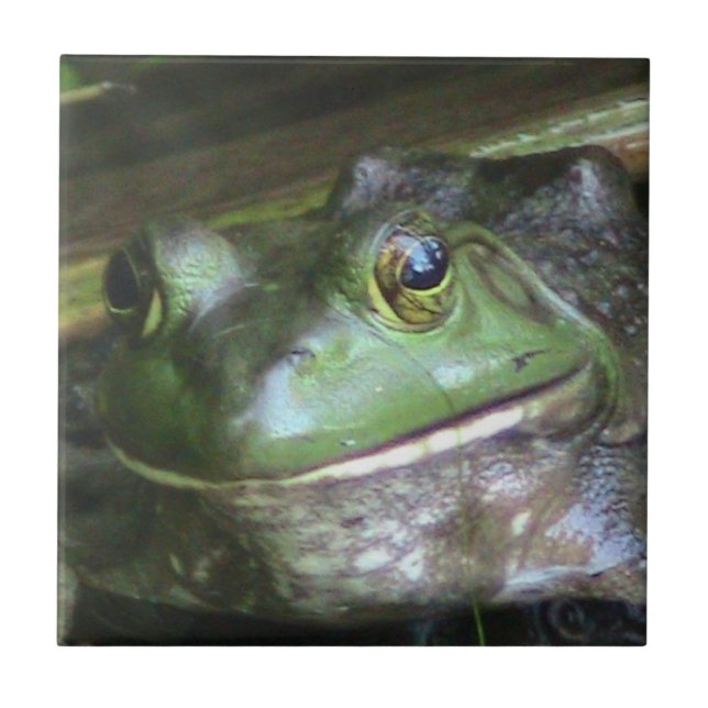 Bullfrosch Foto Tile Fliese (Vorderseite)