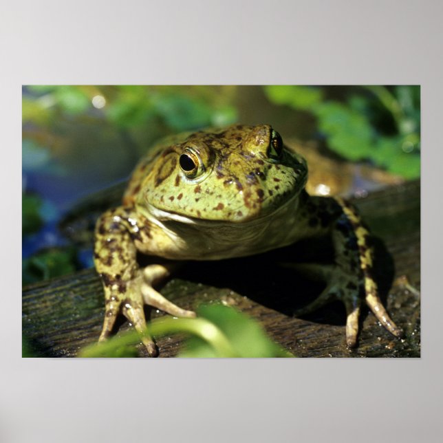 Bullfrosch. Poster (Vorne)