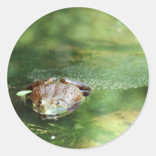 Bullfrosch Runder Aufkleber